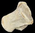 Mosasaur (Platecarpus) Dorsal Vertebrae - Kansas #54283-1
